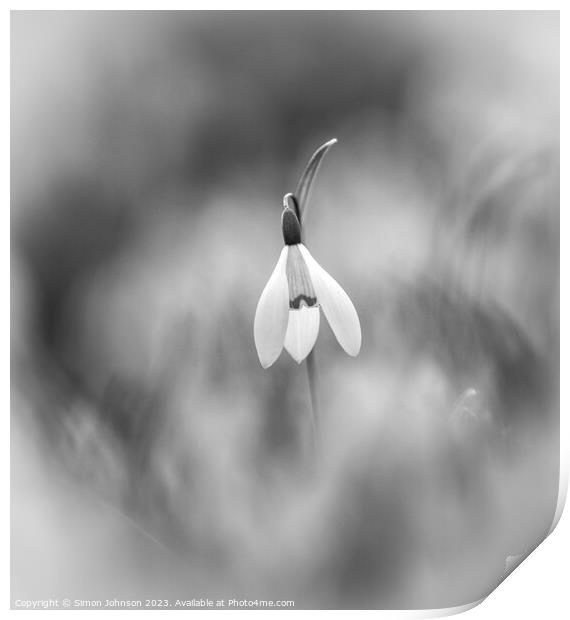 Single Snowdrop monochrome  Print by Simon Johnson
