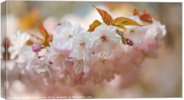 Spring Blossom  Canvas Print by Simon Johnson