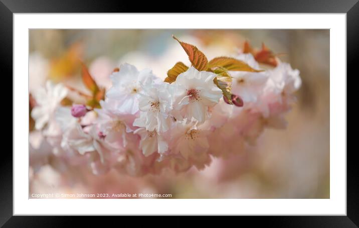 Spring Blossom  Framed Mounted Print by Simon Johnson