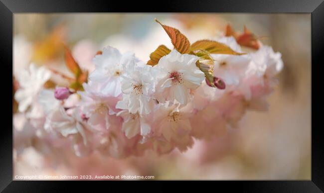 Spring Blossom  Framed Print by Simon Johnson