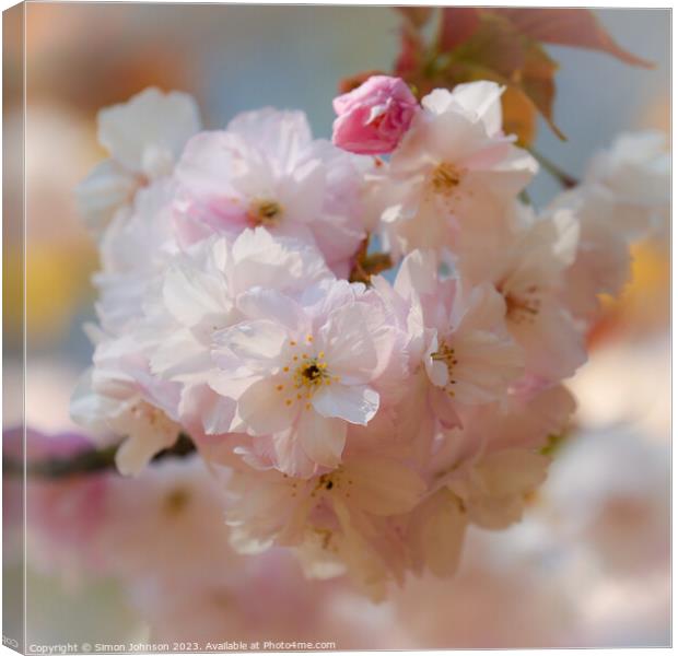 Cherry blossom  Canvas Print by Simon Johnson