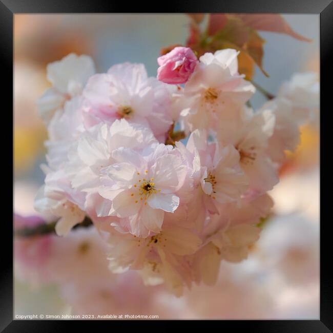Cherry blossom  Framed Print by Simon Johnson