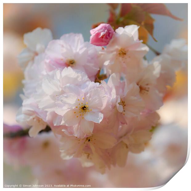 Cherry blossom  Print by Simon Johnson