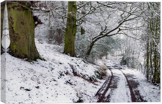 Snowy Woodland Track Canvas Print by Colin Green