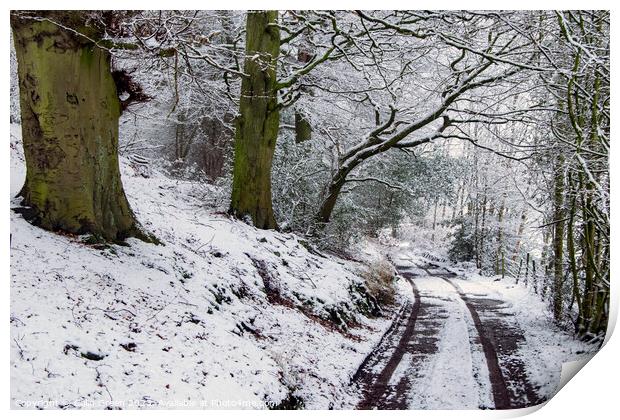 Snowy Woodland Track Print by Colin Green