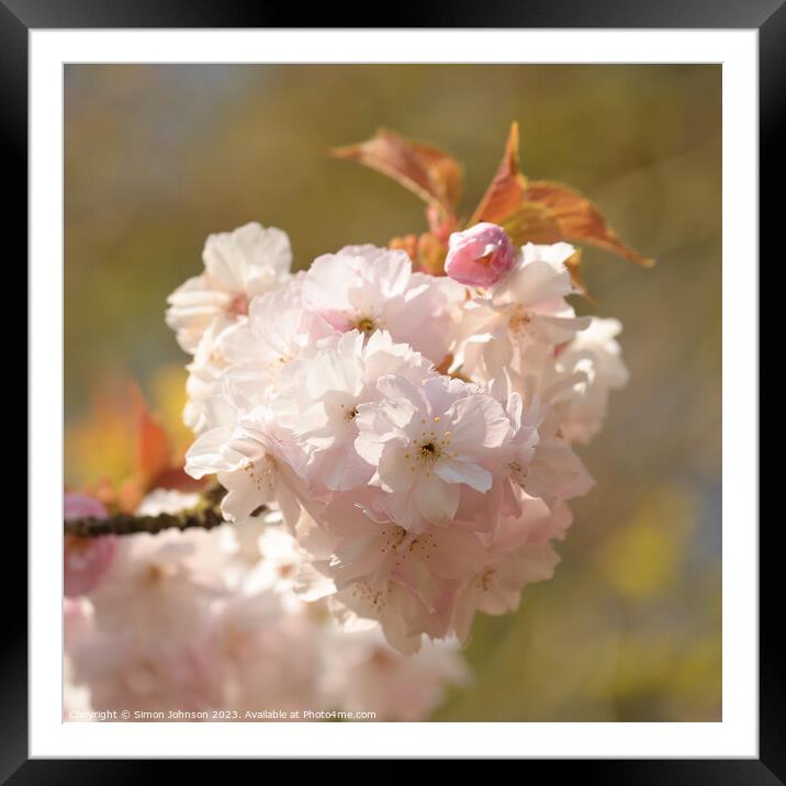 Spring blossom  Framed Mounted Print by Simon Johnson