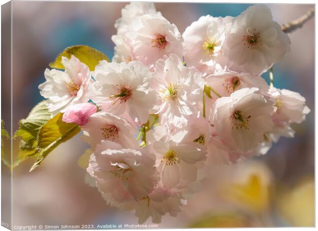 Sunlit spring blossom  Canvas Print by Simon Johnson