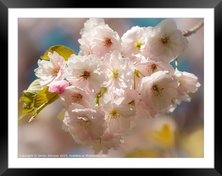 Sunlit spring blossom  Framed Mounted Print by Simon Johnson