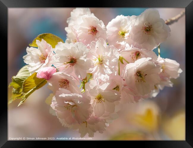 Sunlit spring blossom  Framed Print by Simon Johnson