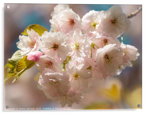 Sunlit spring blossom  Acrylic by Simon Johnson