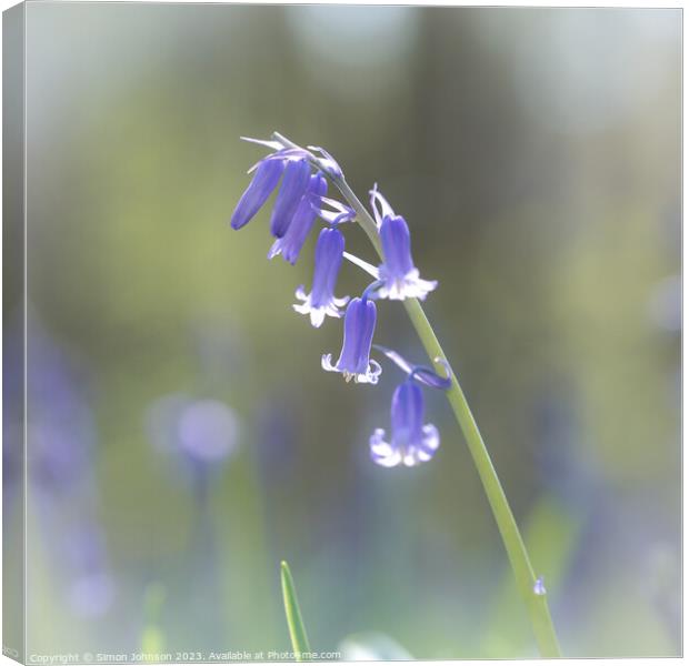 Bluebell flower  Canvas Print by Simon Johnson