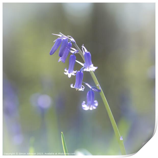 Bluebell flower  Print by Simon Johnson