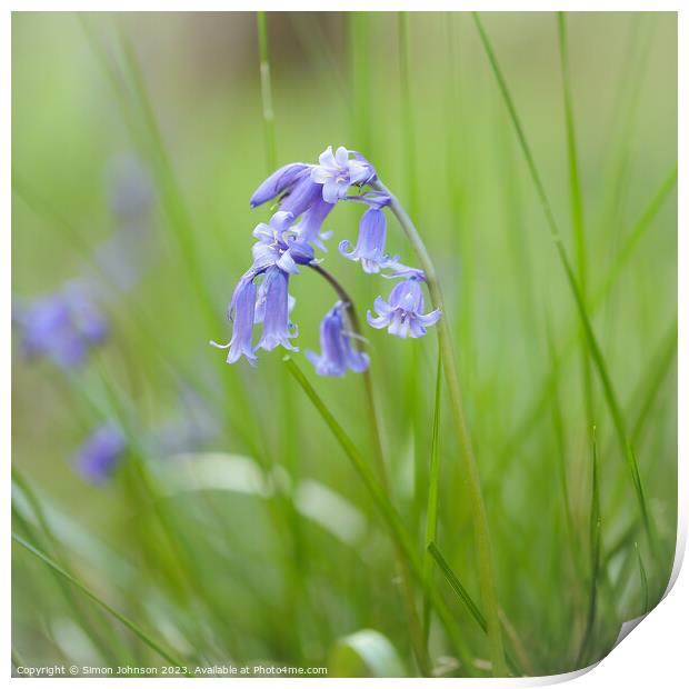 Bluebell flower  Print by Simon Johnson