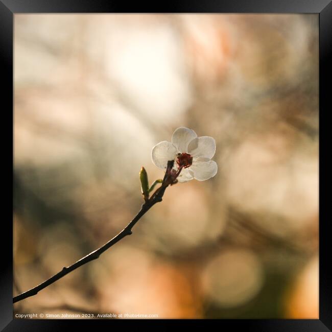 Sunlit blossom  Framed Print by Simon Johnson