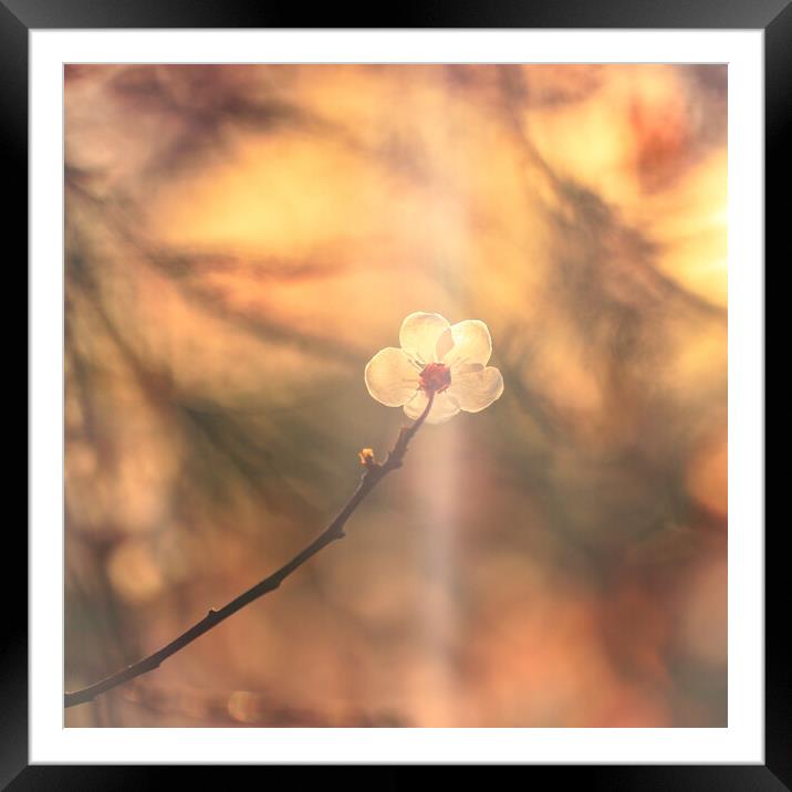 Sunlit blossom  Framed Mounted Print by Simon Johnson