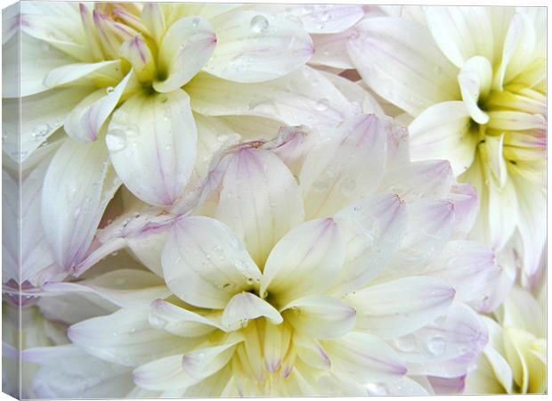 Chrysanthemum Canvas Print by Ali Kernick