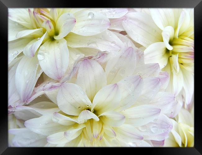 Chrysanthemum Framed Print by Ali Kernick