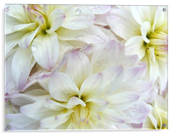 Chrysanthemum Acrylic by Ali Kernick