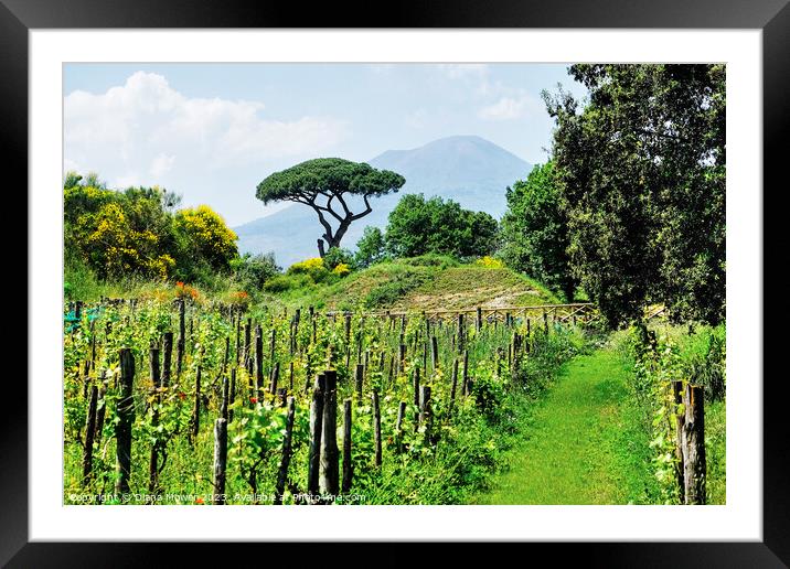 Pompeii Vineyard Italy Framed Mounted Print by Diana Mower
