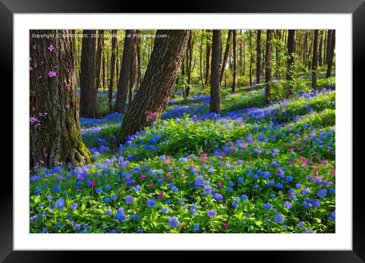 FLOWER WOOD Framed Mounted Print by CATSPAWS 