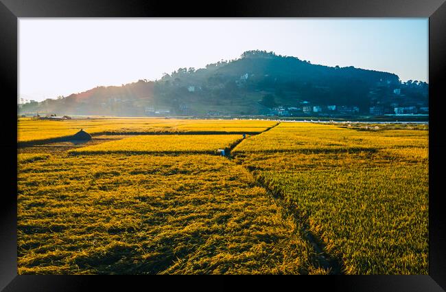 aerial view of paddy farm field Framed Print by Ambir Tolang