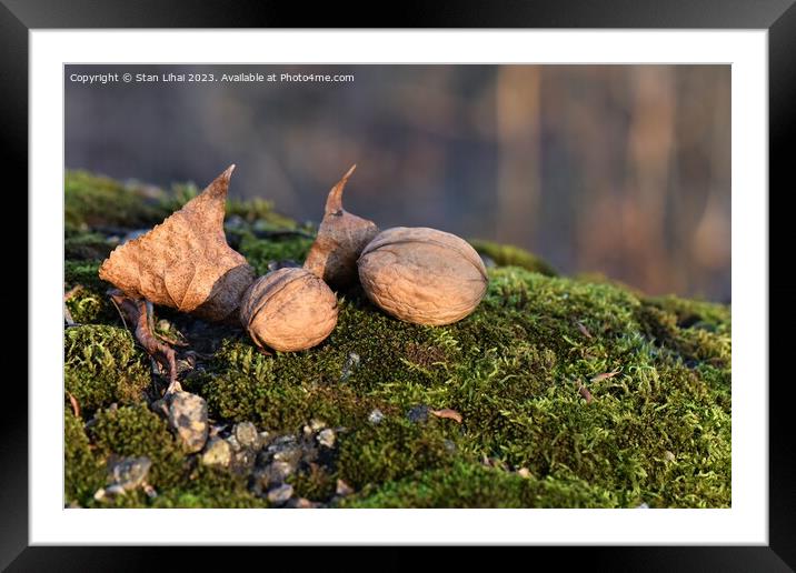 Walnuts on moss in autumn forest Framed Mounted Print by Stan Lihai