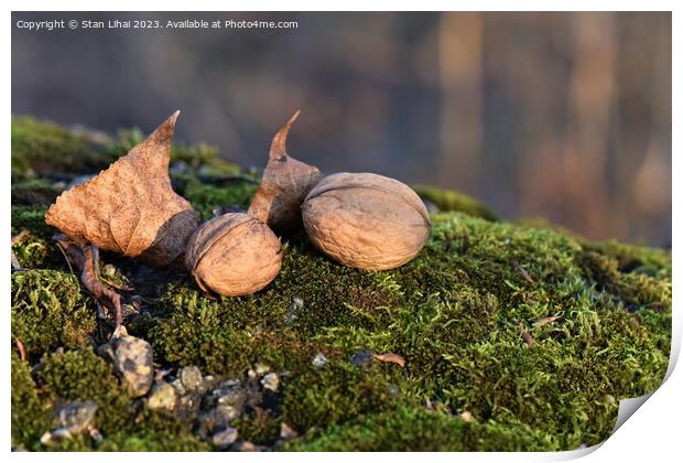 Walnuts on moss in autumn forest Print by Stan Lihai