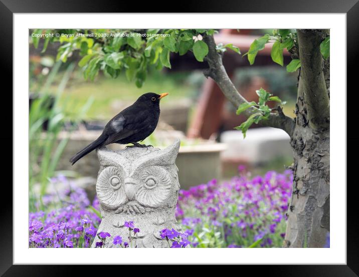 Blackbird in Garden Framed Mounted Print by Bryan Attewell