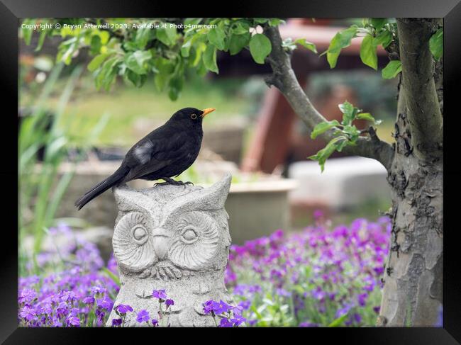 Blackbird in Garden Framed Print by Bryan Attewell