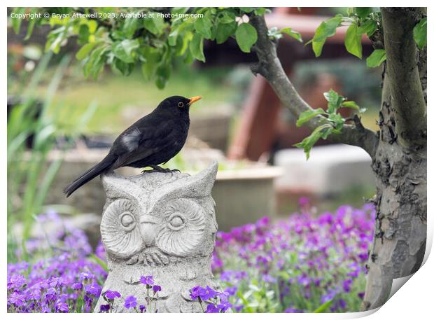 Blackbird in Garden Print by Bryan Attewell
