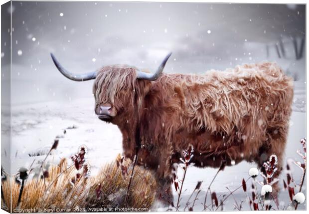 Highland Cow Canvas Print by Beryl Curran