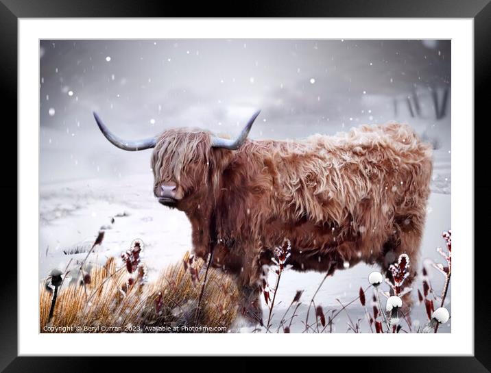Highland Cow Framed Mounted Print by Beryl Curran