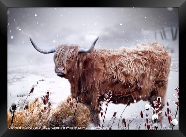 Highland Cow Framed Print by Beryl Curran