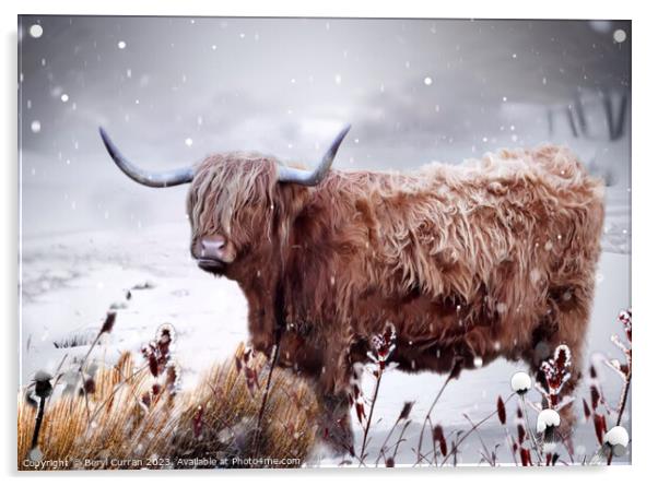 Highland Cow Acrylic by Beryl Curran