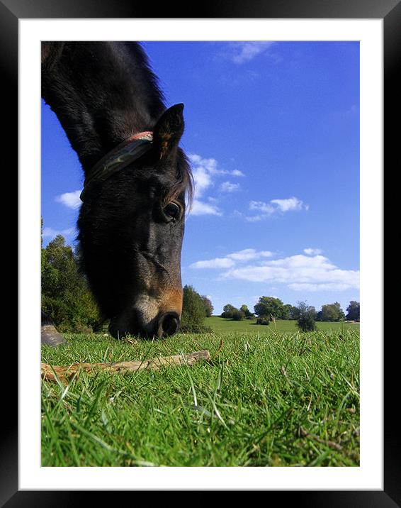 New Forest Horse Framed Mounted Print by Ali Kernick