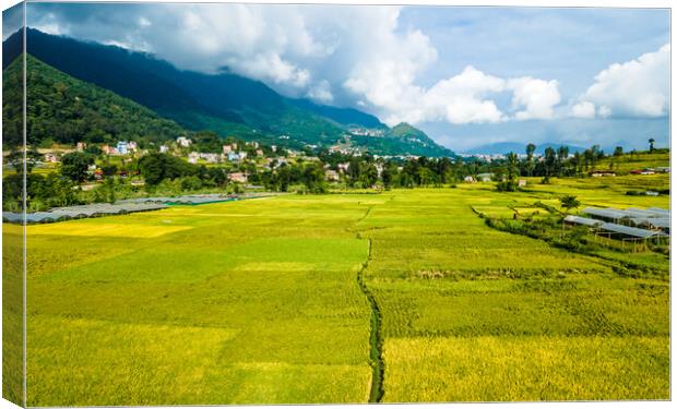 landscape view of paddy farmland Canvas Print by Ambir Tolang