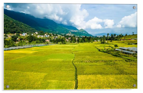 landscape view of paddy farmland Acrylic by Ambir Tolang