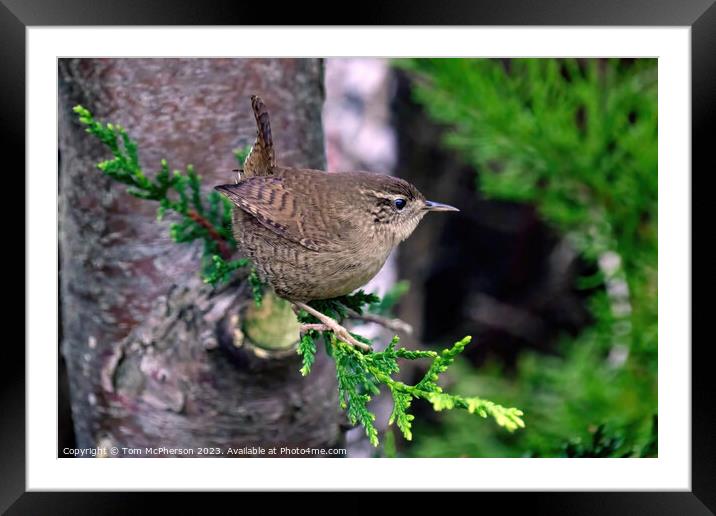 Jenny Wren Framed Mounted Print by Tom McPherson