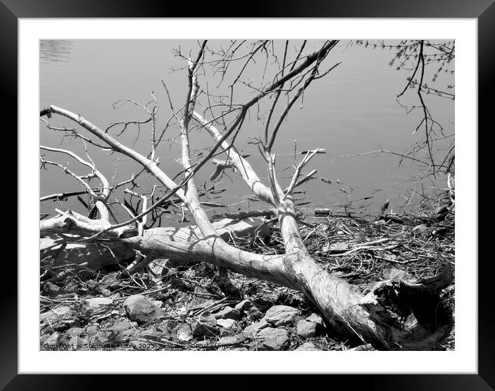 Fallen tree Framed Mounted Print by Stephanie Moore