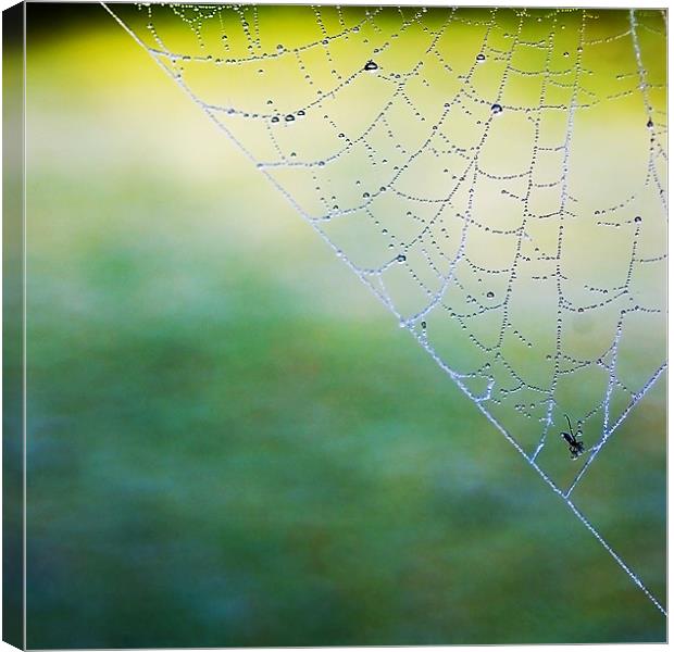 Caught In A Web Canvas Print by Jacqi Elmslie