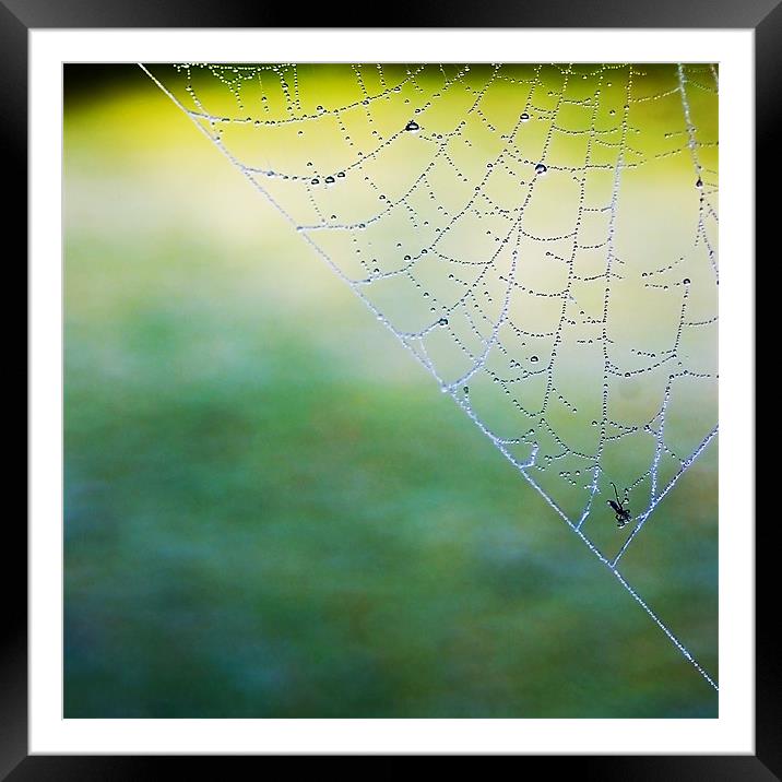 Caught In A Web Framed Mounted Print by Jacqi Elmslie