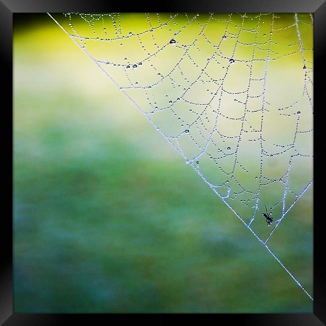 Caught In A Web Framed Print by Jacqi Elmslie