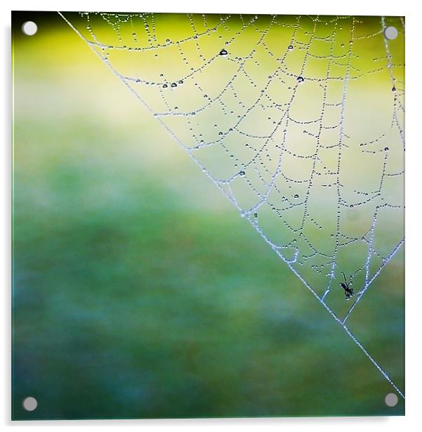 Caught In A Web Acrylic by Jacqi Elmslie