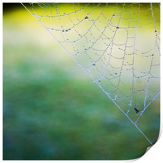 Caught In A Web Print by Jacqi Elmslie