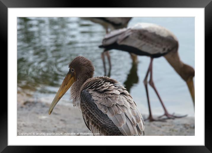 Baby stork Framed Mounted Print by anurag gupta