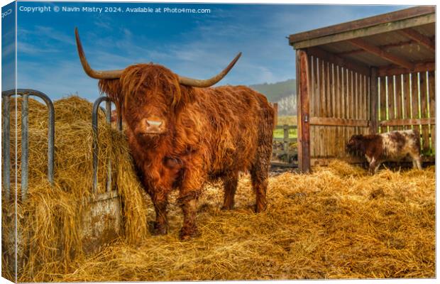 A highland Cow next to a pile of hay, Perthshire Canvas Print by Navin Mistry