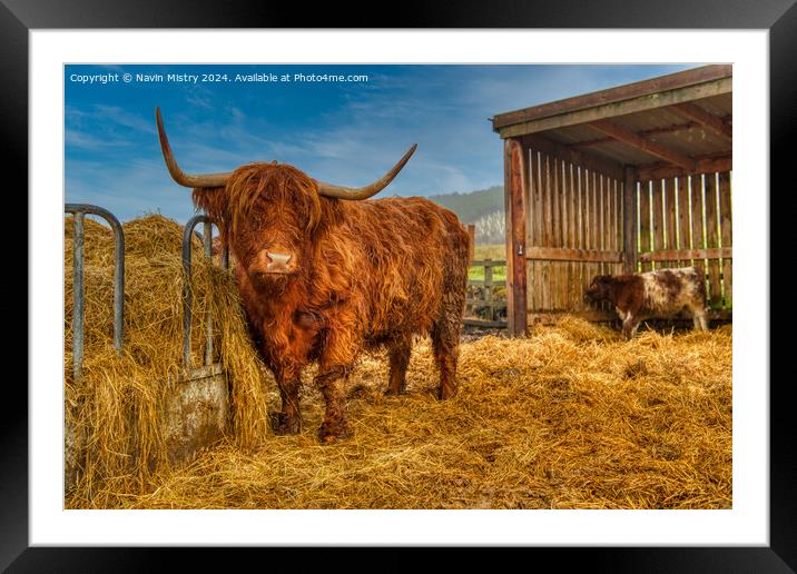 A highland Cow next to a pile of hay, Perthshire Framed Mounted Print by Navin Mistry