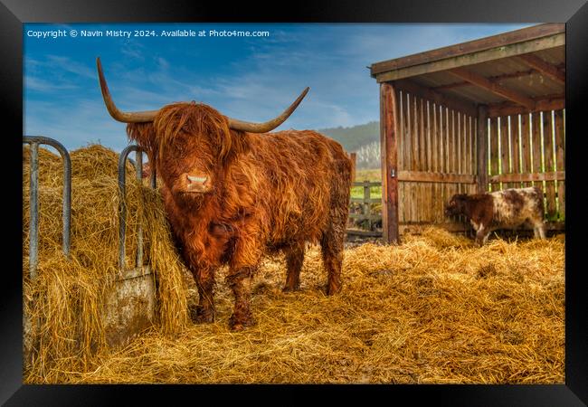 A highland Cow next to a pile of hay, Perthshire Framed Print by Navin Mistry
