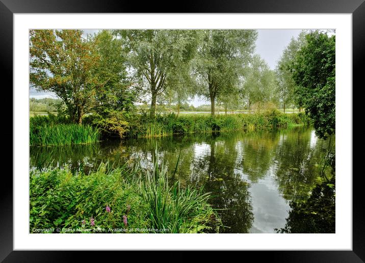 Chelmer and Blackwater River Essex Framed Mounted Print by Diana Mower