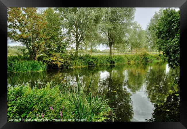 Chelmer and Blackwater River Essex Framed Print by Diana Mower